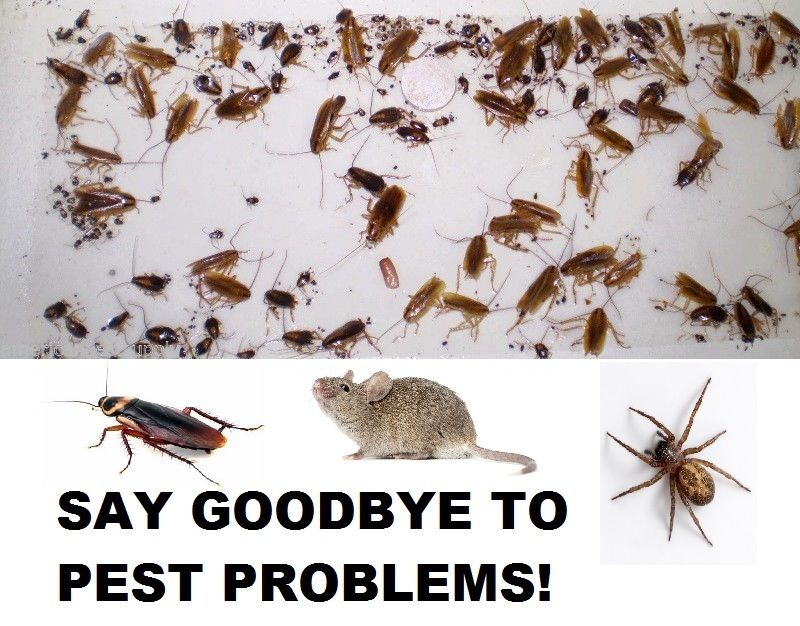 12pk 72x Cockroach Trap Bait Sticky Traps Glue Insect Bug Pest Control Bulk - Simply Homeware