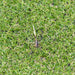10-80 SQM Synthetic Grass Fake Turf Artificial Mat Plant Lawn Flooring 20mm 30 - Simply Homeware