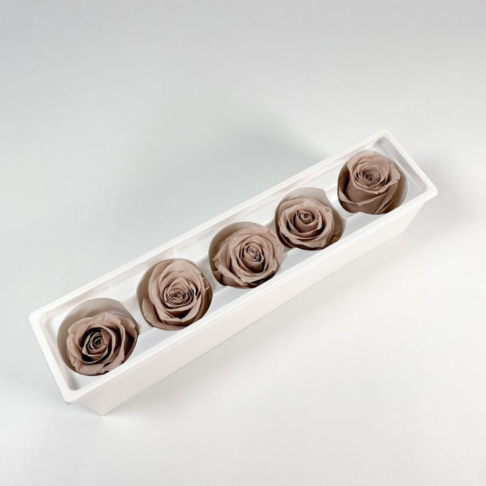 Lineguard Dried Preserved Flower Rose Multiple Natural Pressed Flowers Colorful